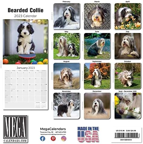 2022 2023 Calendário de collie barbudo - Calendário mensal de parede de raça de cães - 12 x 24 Open - Papel sem vergonha - Presente - Calendário de Planejador de Professores Acadêmicos Organização e Planejamento - Feito nos EUA