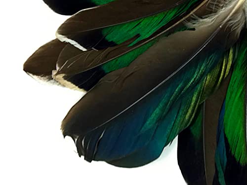 10 peças - Iridescent Green Mallard Duck Wing Feathers Supplência de artesanato de Halloween | Pena da luz da lua